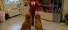 Therapydogs (animal Assisted Therapy)
